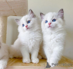 Zdjęcie №1. ragdoll - na sprzedaż w Antwerpia | Bezpłatny | Zapowiedź № 167852