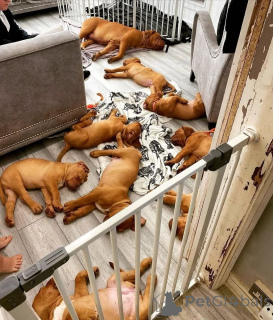 Zdjęcie №1. dog z bordeaux - na sprzedaż w Bleialf | 2774zł | Zapowiedź №174984