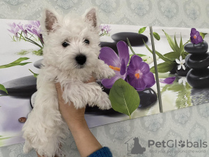 Zdjęcie №1. west highland white terrier - na sprzedaż w Dyneburg | negocjowane | Zapowiedź №78212