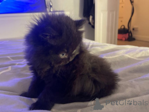 Zdjęcie №2 do zapowiedźy № 163472 na sprzedaż  kot brytyjski długowłosy - wkupić się Austria prywatne ogłoszenie, hodowca