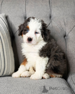 Zdjęcie №3. Sprzedam szczenięta Mini Bernedoodle Inteligentne, lojalne i czułe. Niemcy