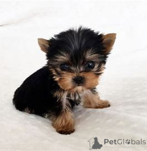 Zdjęcie №3. Sprzedam szczenięta rasy Yorkshire Terrier. Wielka Brytania