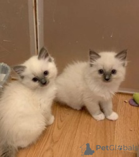 Zdjęcie №1. ragdoll - na sprzedaż w Cairns | negocjowane | Zapowiedź № 169619