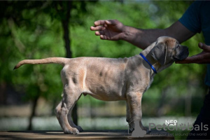 Dodatkowe zdjęcia: Cane Corso szczenięta