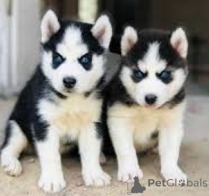 Zdjęcie №1. husky syberyjski - na sprzedaż w Praga | negocjowane | Zapowiedź №137890
