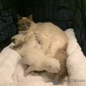 Zdjęcie №1. ragdoll - na sprzedaż w Braunschweig | 1818zł | Zapowiedź № 167264