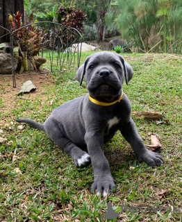 Zdjęcie №1. cane corso - na sprzedaż w Zły Vilbel | negocjowane | Zapowiedź №160715