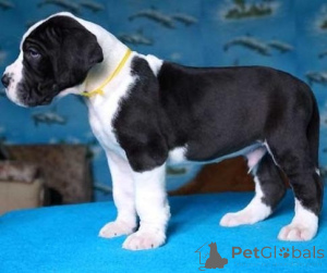 Zdjęcie №1. dog niemiecki - na sprzedaż w Tbilisi | negocjowane | Zapowiedź №174915