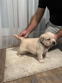 Zdjęcie №4. Sprzedam labrador retriever w Opovo. hodowca - cena - negocjowane