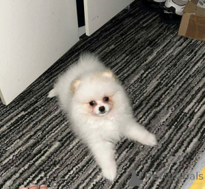 Zdjęcie №2 do zapowiedźy № 162597 na sprzedaż  szpic miniaturowy - wkupić się Szwajcaria prywatne ogłoszenie