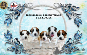 Zdjęcie №2 do zapowiedźy № 8991 na sprzedaż  jack russell terrier - wkupić się Federacja Rosyjska prywatne ogłoszenie