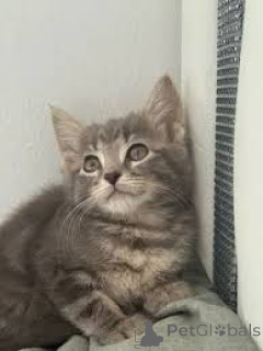 Zdjęcie №3. Kocięta Russian Blue są już do adopcji!!!Zadzwoń lub napisz do nas. Grecja