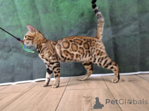 Zdjęcie №3. Bengalska kobieta. Polska