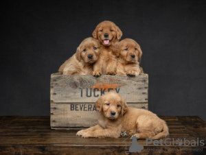 Zdjęcie №1. golden retriever - na sprzedaż w Helsinki | negocjowane | Zapowiedź №88137