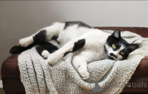 Zdjęcie №3. Kitty Busya czeka na dobrych właścicieli!. Federacja Rosyjska