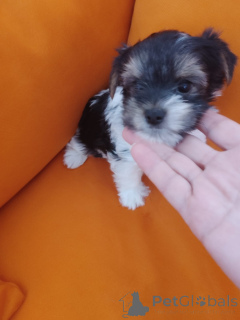 Zdjęcie №2 do zapowiedźy № 175694 na sprzedaż  yorkshire terrier biewer - wkupić się Izrael prywatne ogłoszenie