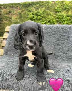 Zdjęcie №2 do zapowiedźy № 168859 na sprzedaż  cocker spaniel angielski - wkupić się Cypr prywatne ogłoszenie