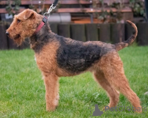 Zdjęcie №3. Airedale Terrier FCI. Polska