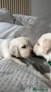 Zdjęcie №2 do zapowiedźy № 169266 na sprzedaż  golden retriever - wkupić się Gruzja hodowca