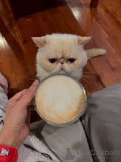 Zdjęcie №4. Sprzedam kot egzotyczny w Bruksela. prywatne ogłoszenie, hodowca - cena - 2774zł