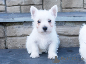 Zdjęcie №1. west highland white terrier - na sprzedaż w Newtown | 3614zł | Zapowiedź №11838