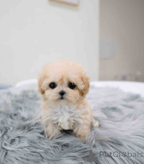 Zdjęcie №2 do zapowiedźy № 139126 na sprzedaż  maltipu - wkupić się Wyspy Dziewicze Stanów Zjednoczonych hodowca