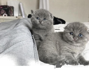 Zdjęcie №1. scottish fold - na sprzedaż w Leipzig | negocjowane | Zapowiedź № 136991