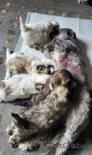 Zdjęcie №3. Znakomite szczenięta Shih tzu gotowe. Austria