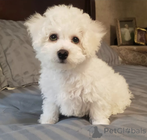 Zdjęcie №1. bichon frise - na sprzedaż w Caracas | Bezpłatny | Zapowiedź №50729