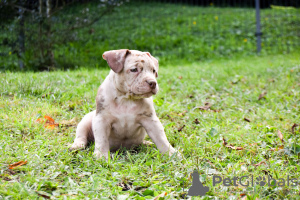 Dodatkowe zdjęcia: American Bully kieszonkowy merle