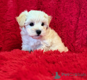 Zdjęcie №2 do zapowiedźy № 149849 na sprzedaż  maltipu - wkupić się Niemcy 