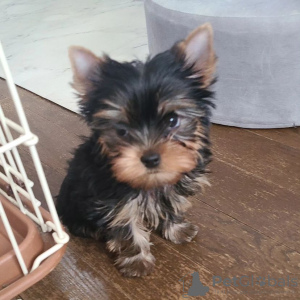 Zdjęcie №1. yorkshire terrier - na sprzedaż w Oulu | negocjowane | Zapowiedź №94440