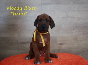 Zdjęcie №2 do zapowiedźy № 4393 na sprzedaż  rhodesian ridgeback - wkupić się Federacja Rosyjska prywatne ogłoszenie