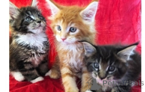 Zdjęcie №1. maine coon - na sprzedaż w Berlin | negocjowane | Zapowiedź № 169730
