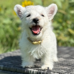 Zdjęcie №1. west highland white terrier - na sprzedaż w Bamberg | 1435zł | Zapowiedź №151483