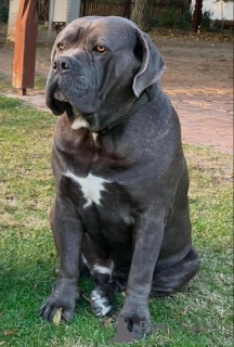 Zdjęcie №3. Dostępne szczenięta Cane Corso. Niemcy