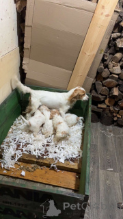 Zdjęcie №1. cavalier king charles spaniel - na sprzedaż w Debrenen | 2870zł | Zapowiedź №157679