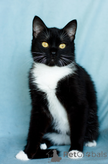 Zdjęcie №2 do zapowiedźy № 135295 na sprzedaż   - wkupić się Białoruś prywatne ogłoszenie