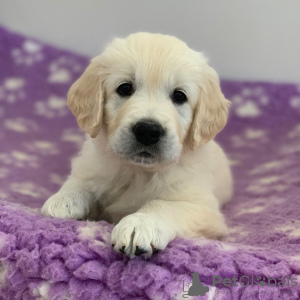 Zdjęcie №1. golden retriever - na sprzedaż w Putten | 1884zł | Zapowiedź №115298