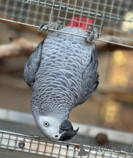 Zdjęcie №3. Dostępne niesamowite gadające afrykańskie szare papugi. Filipiny