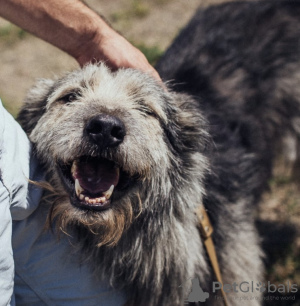 Zdjęcie №1. pies nierasowy - na sprzedaż w Krasnodar | Bezpłatny | Zapowiedź №7296
