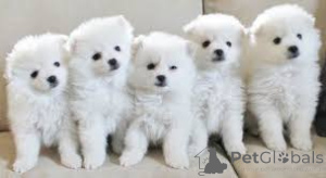 Zdjęcie №4. Sprzedam pies nierasowy w Londyn.  - cena - negocjowane