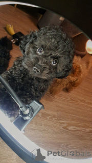 Zdjęcie №1. pudel (zabawka) - na sprzedaż w Monachium | 1626zł | Zapowiedź №158885