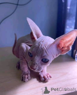 Zdjęcie №3. Kittens SPHYNX Dostępny do adopcji. Niemcy