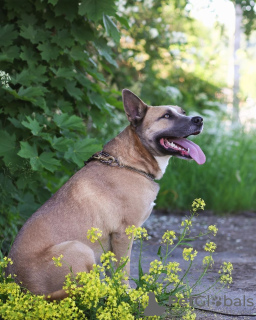 Zdjęcie №3. Alva czeka na dom.. Federacja Rosyjska