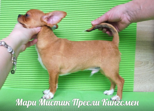 Zdjęcie №3. Szczenięta Chihuahua mini i standard, g - w i d - w. Federacja Rosyjska