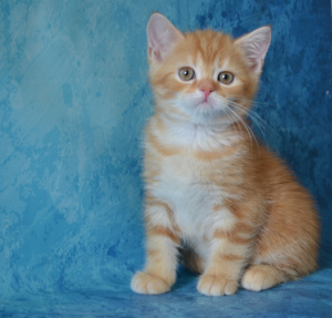 Zdjęcie №3. Kot z czerwonego marmuru. Federacja Rosyjska