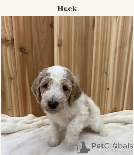 Zdjęcie №3. Königspudel-Welpen schreiben Sie mir na WhatsApp 44 7453 907158. Niemcy