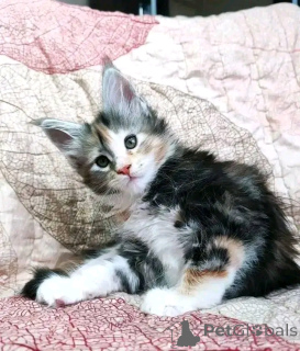 Zdjęcie №2 do zapowiedźy № 137220 na sprzedaż  maine coon - wkupić się Niemcy hodowca