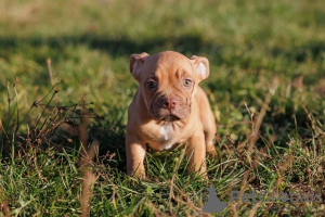 Zdjęcie №4. Sprzedam american bully w Krnjevo. hodowca - cena - negocjowane